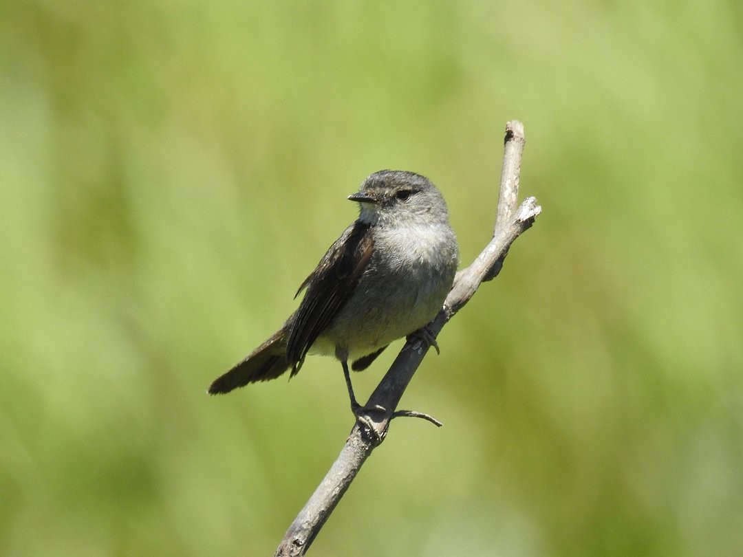 Tyranneau noirâtre - ML644650345