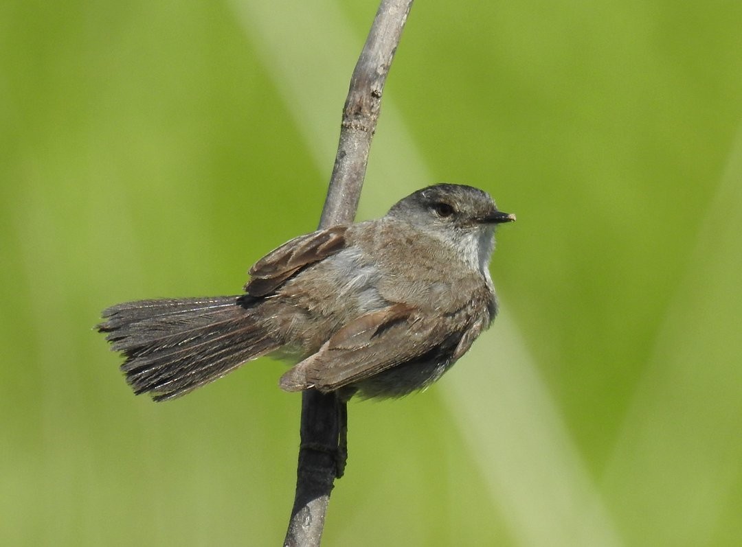 Tyranneau noirâtre - ML644650346