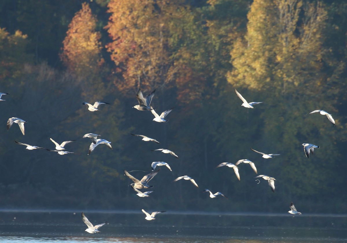 ringnebbmåke - ML644650347