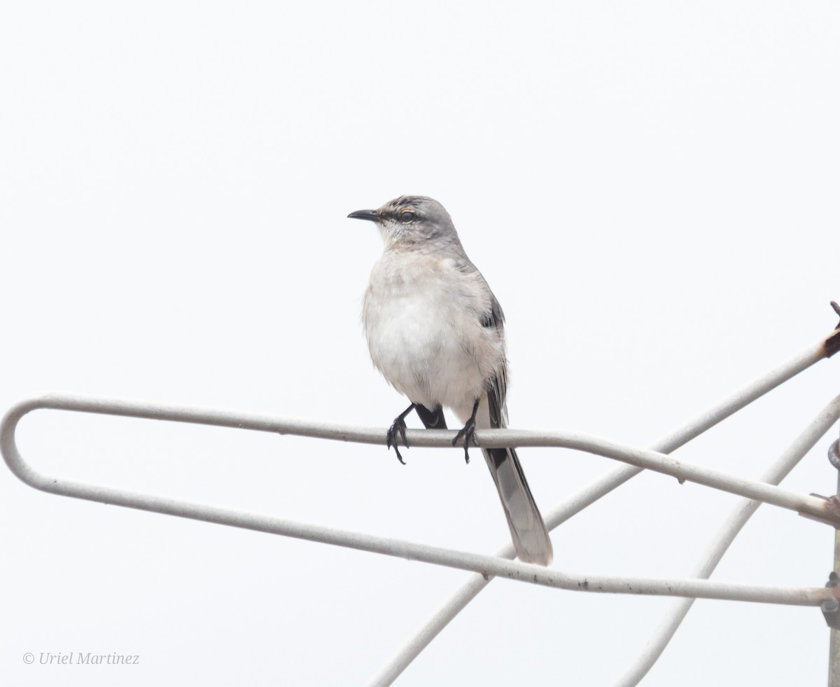 Tropikal Taklitçi - ML644650348