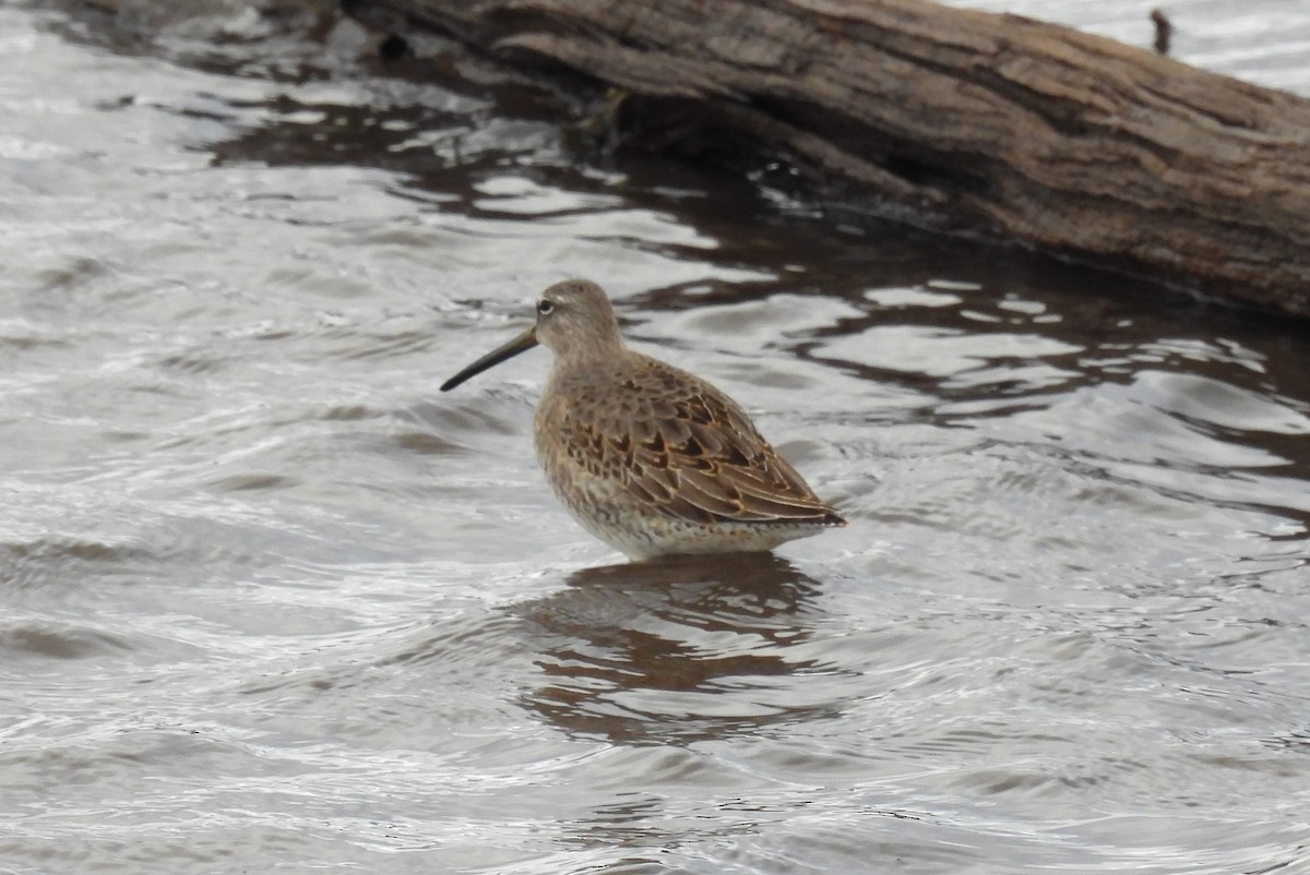 Bécassin à long bec - ML644650359