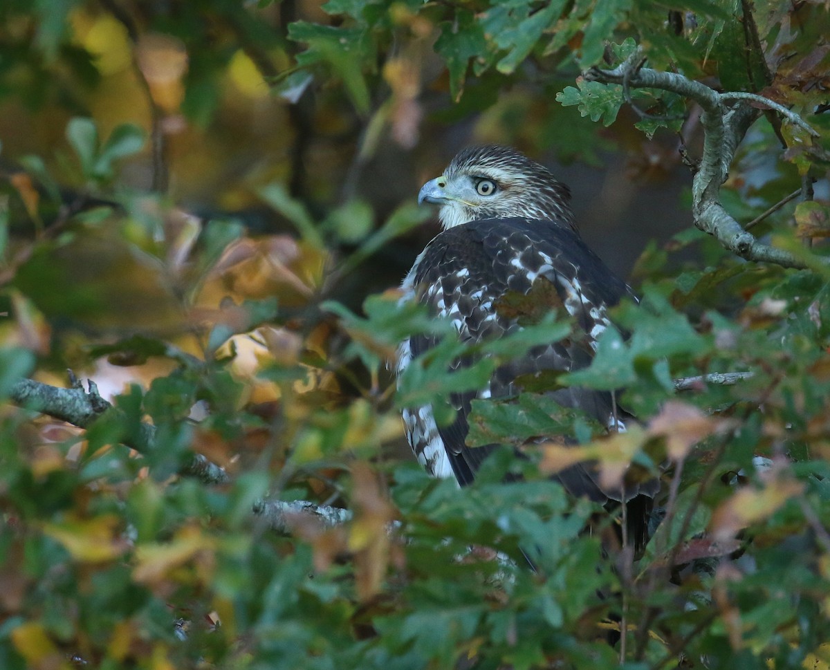 rødstjertvåk - ML644650361