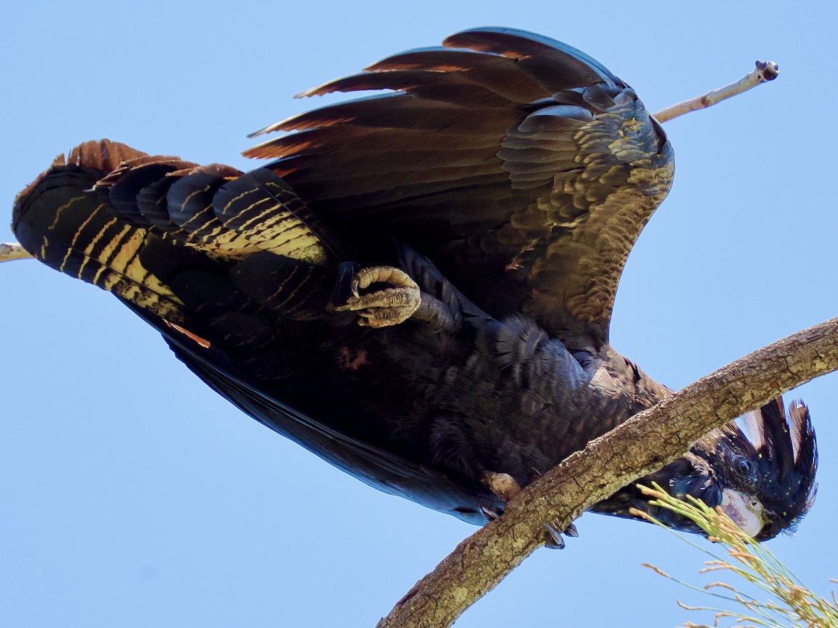 Red-tailed Black-Cockatoo - ML644650362