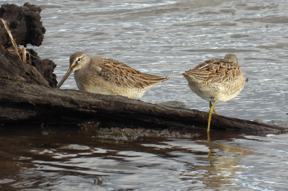 Bécassin à long bec - ML644650365