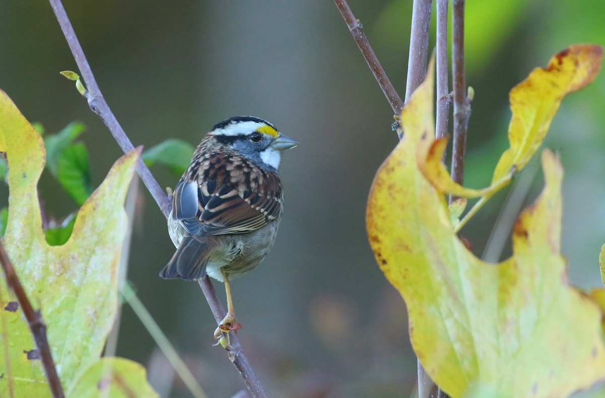 hvitstrupespurv - ML644650366