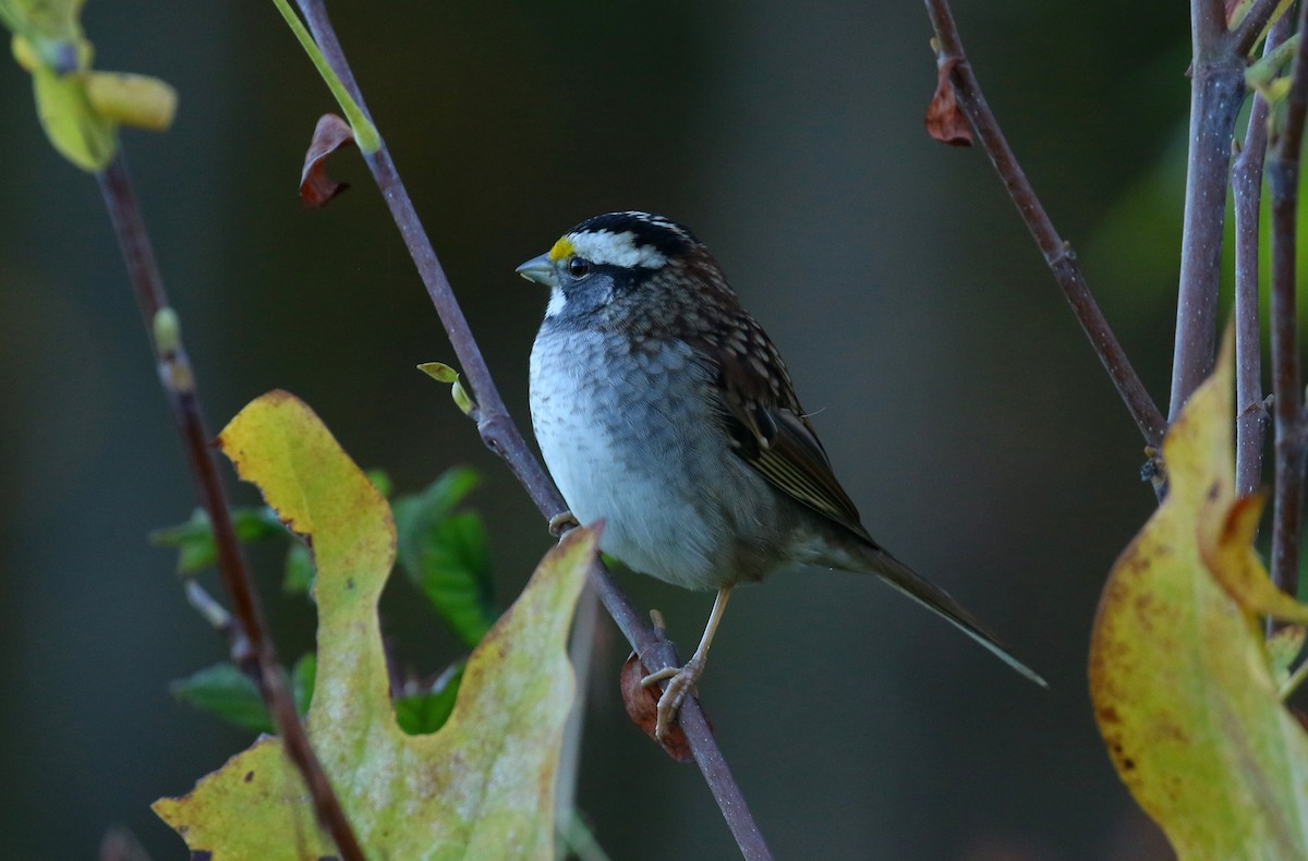 hvitstrupespurv - ML644650367