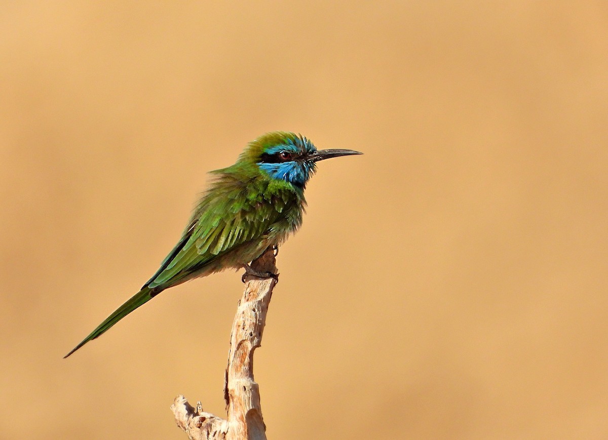 Arabian Green Bee-eater - ML644650369