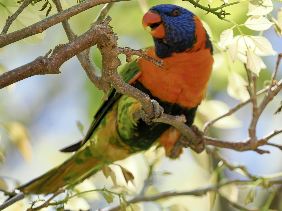Red-collared Lorikeet - ML644650371