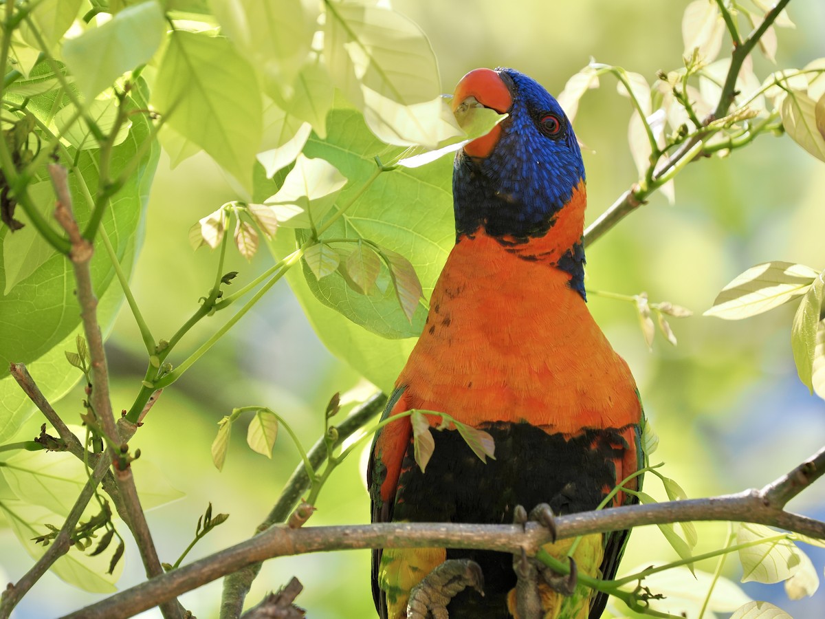 Red-collared Lorikeet - ML644650372