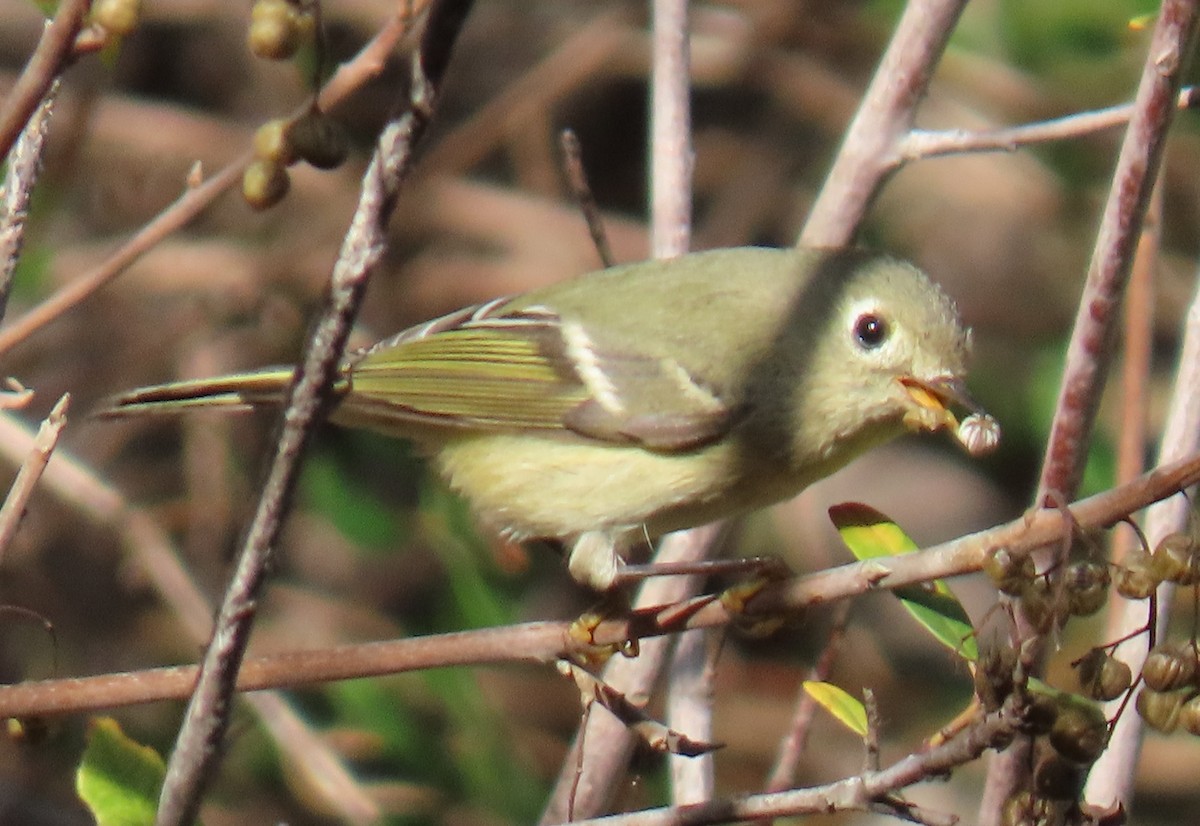 Rubingoldhähnchen - ML644650375