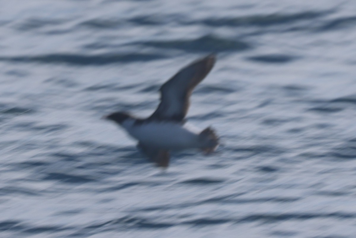 ウミスズメ - ML644650378