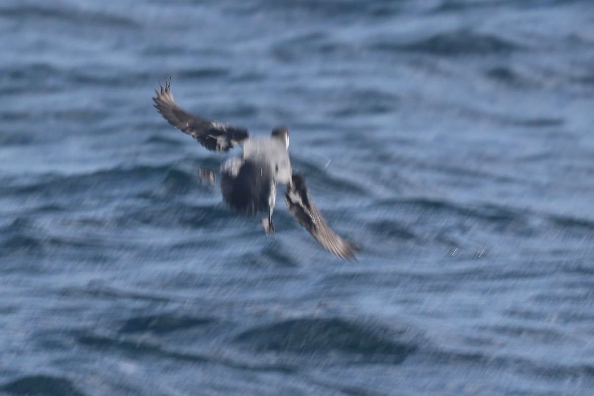 ウミスズメ - ML644650380