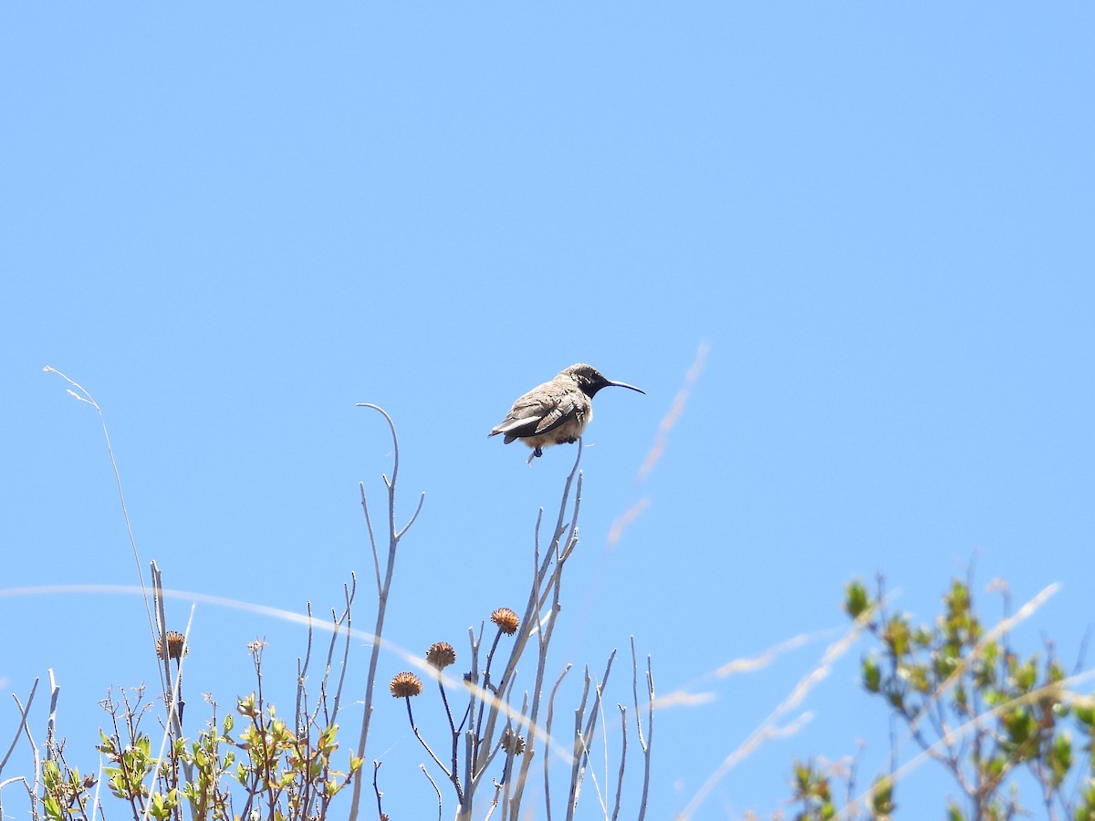 アンデスヤマハチドリ - ML644650381