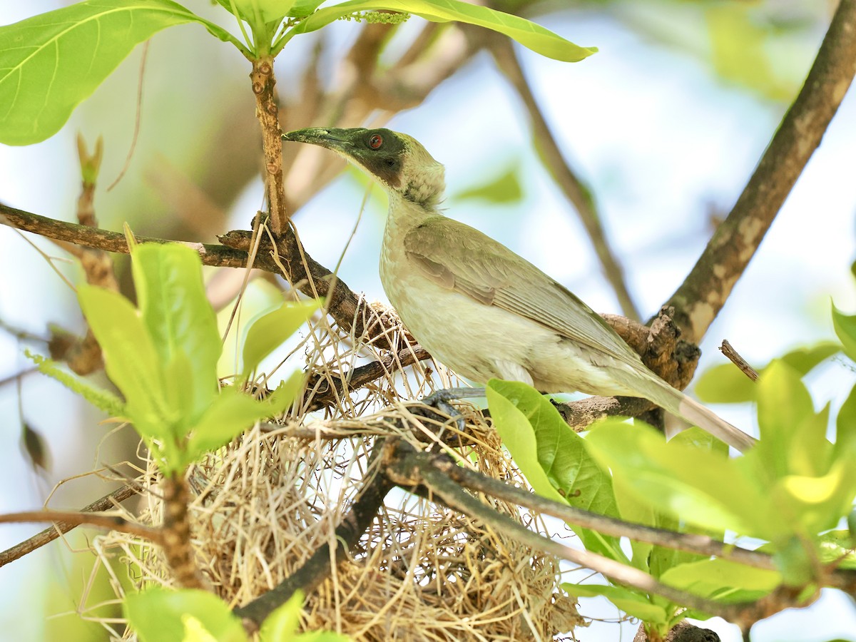 Helmeted Friarbird - ML644650382