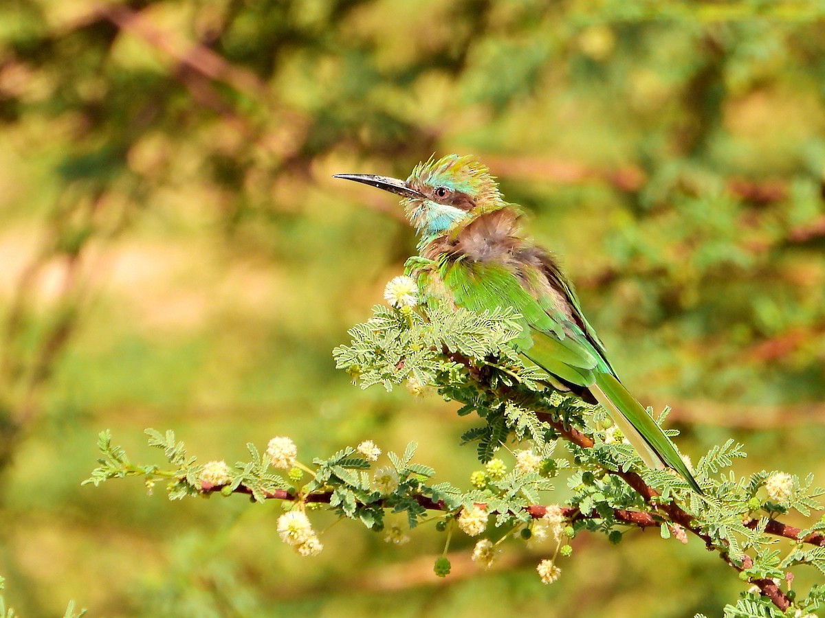 Arabian Green Bee-eater - ML644650383