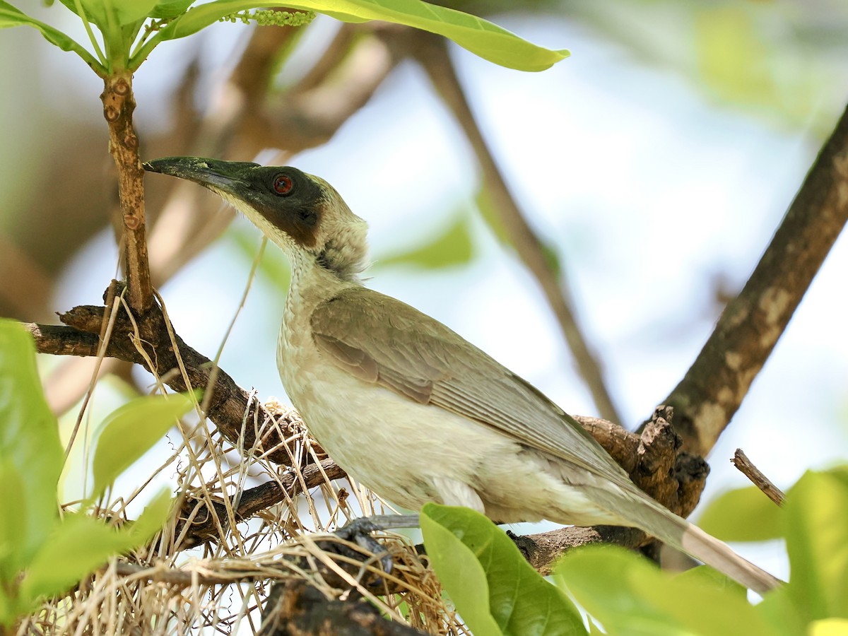 Helmeted Friarbird - ML644650385