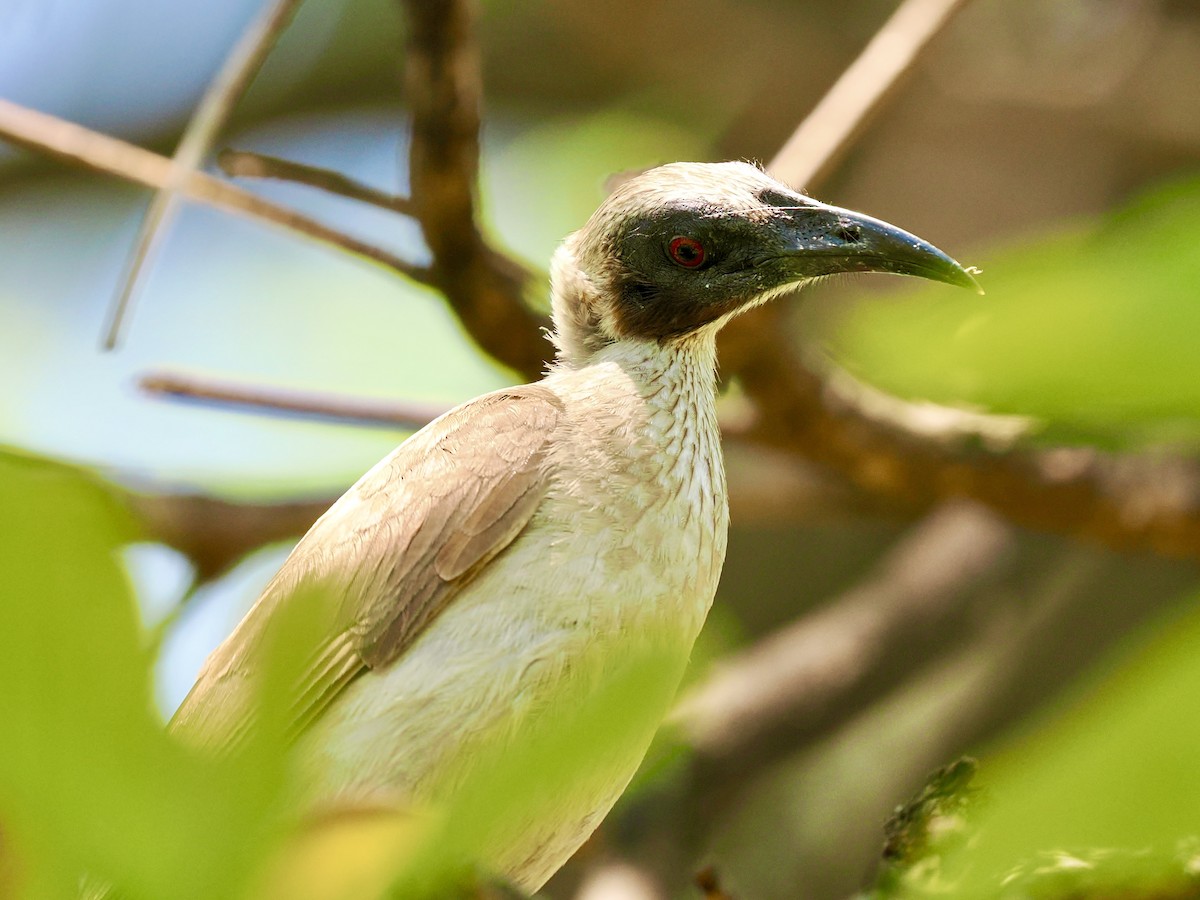 Helmeted Friarbird - ML644650387