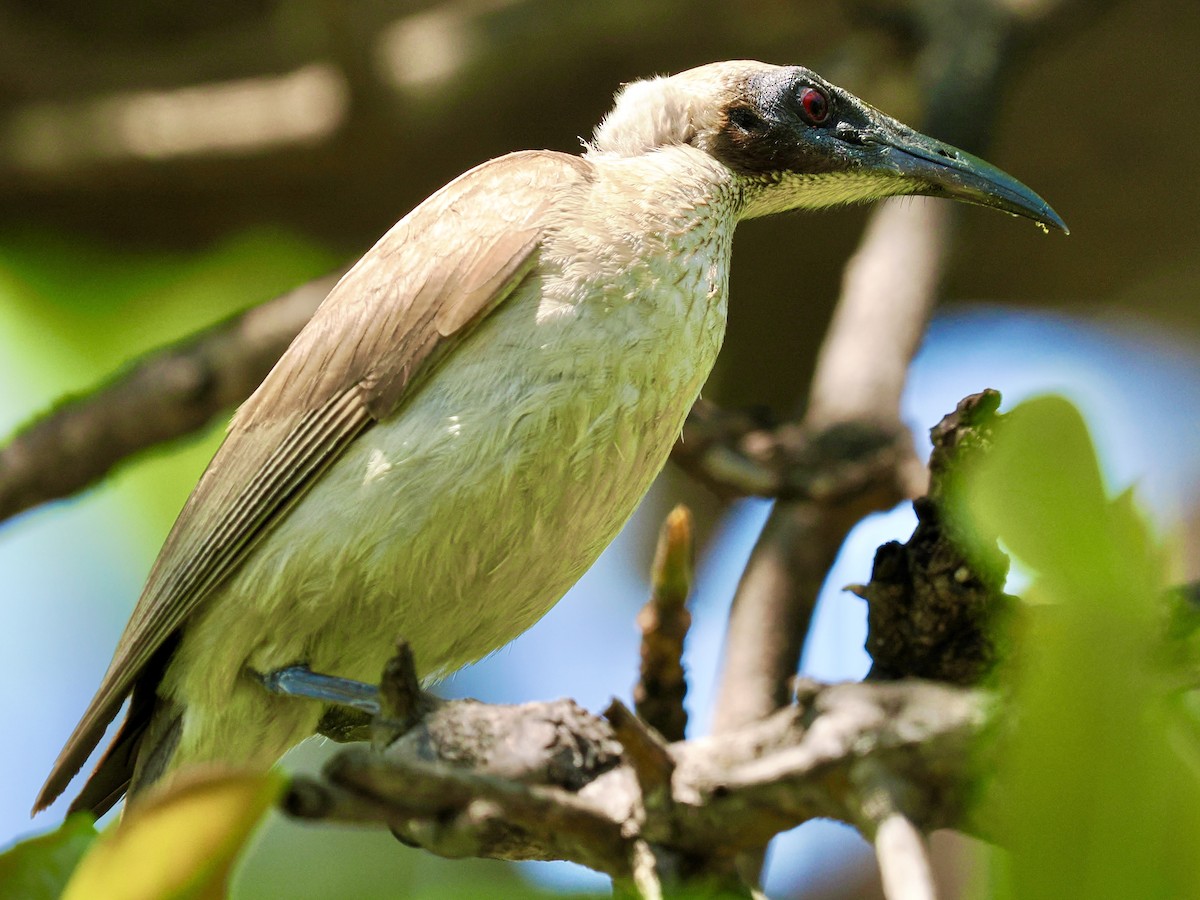 Helmeted Friarbird - ML644650390