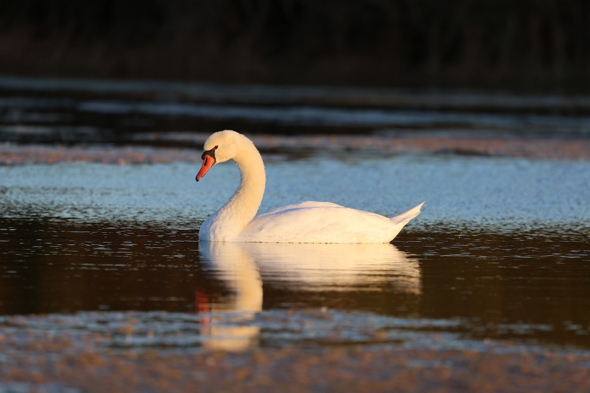 疣鼻天鵝 - ML644650391