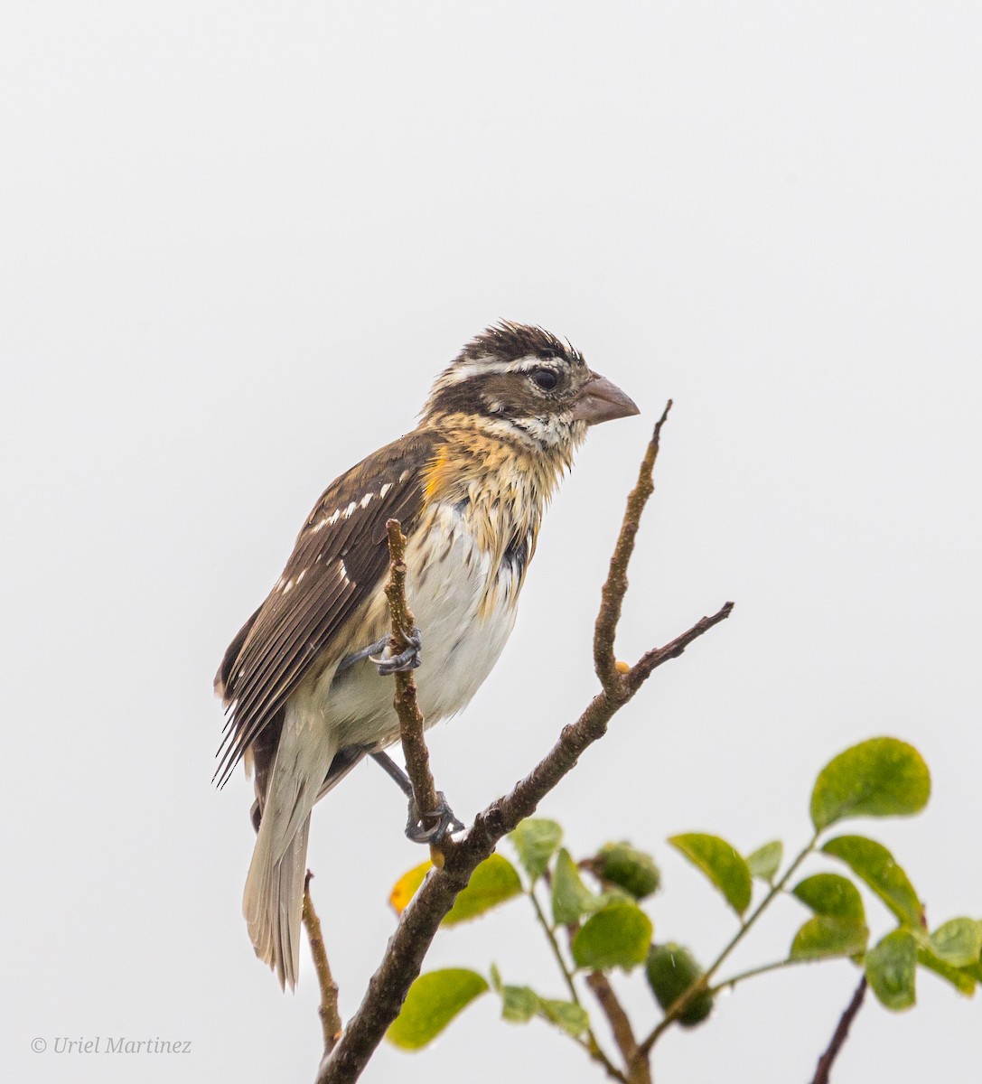 Rose-breasted Grosbeak - ML644650393