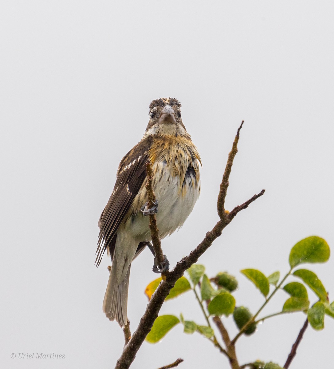 Rose-breasted Grosbeak - ML644650394