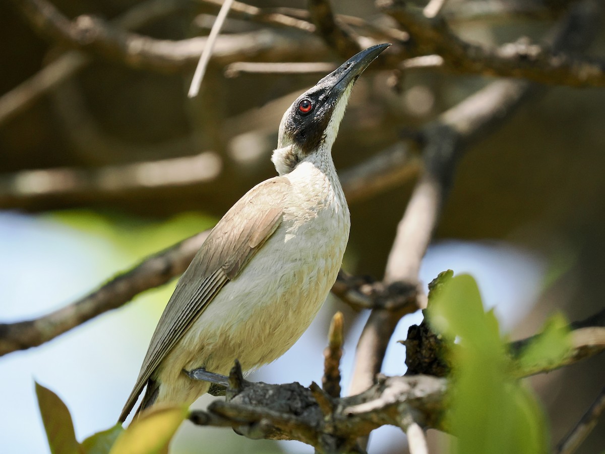 Helmeted Friarbird - ML644650396