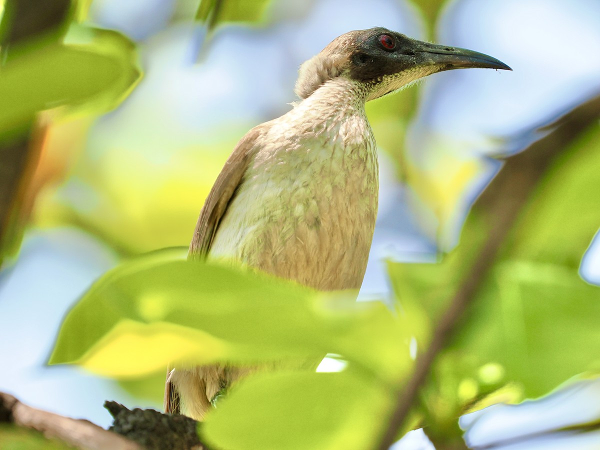 Helmeted Friarbird - ML644650400