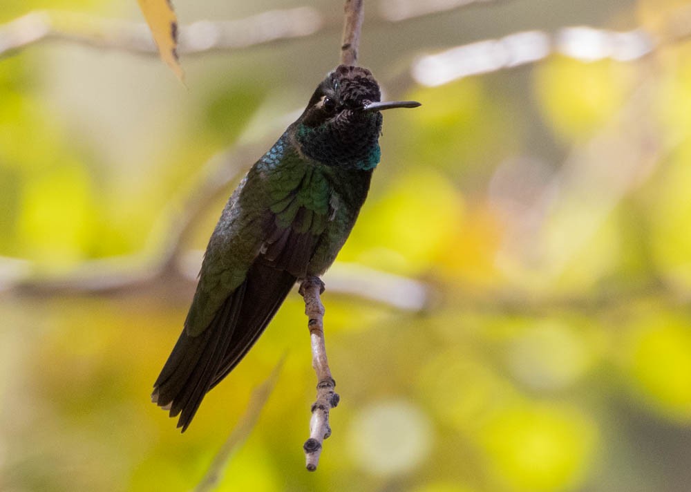 Rivoli's Hummingbird - ML644650401