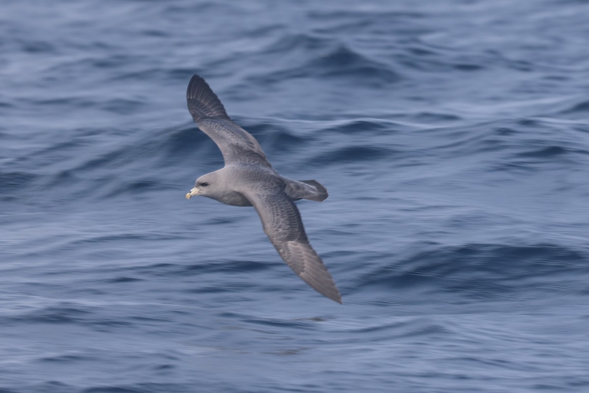 暴風鸌 - ML644650403