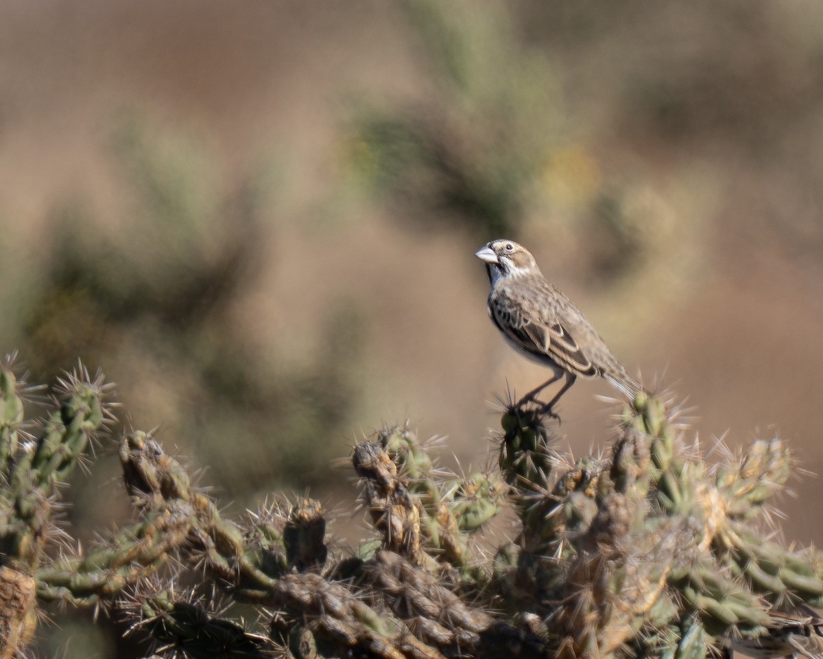 Lark Bunting - ML644650405