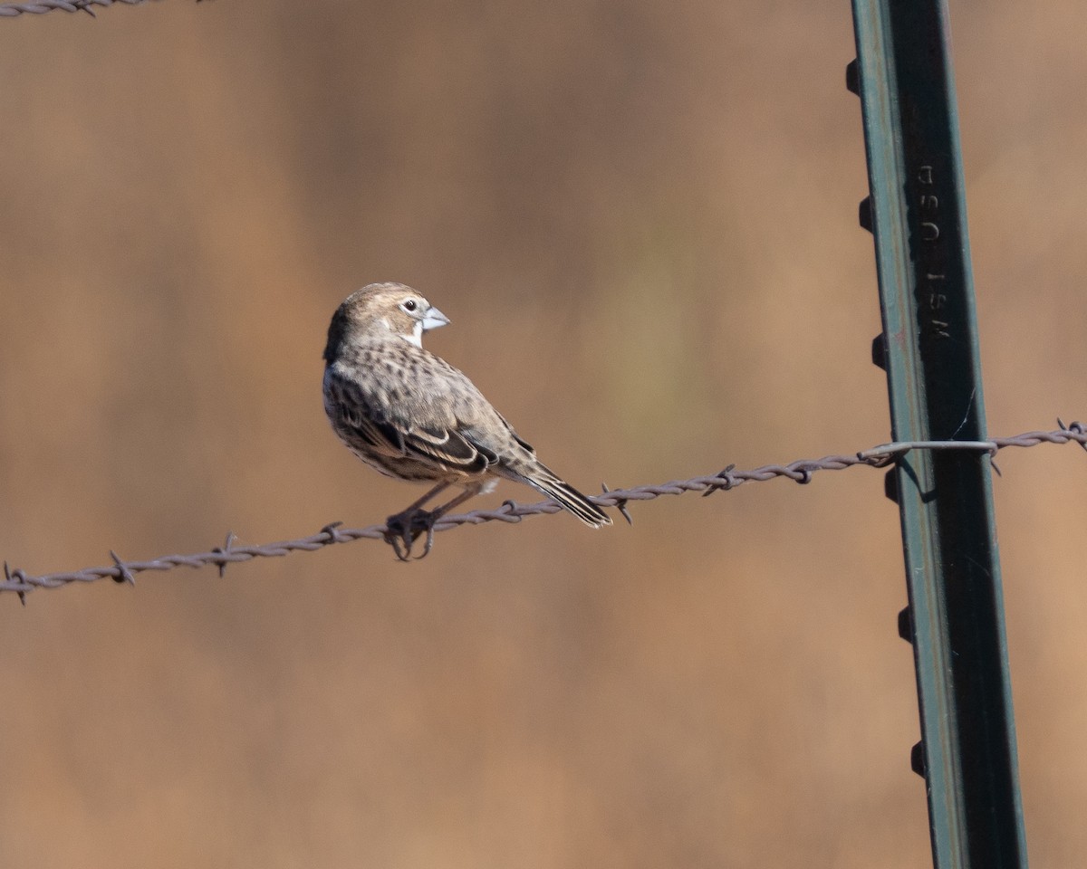 Lark Bunting - ML644650406