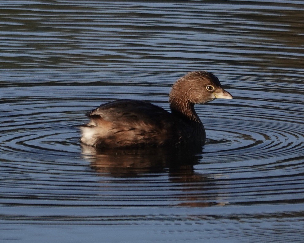 Pied-billed Grebe - ML644650408
