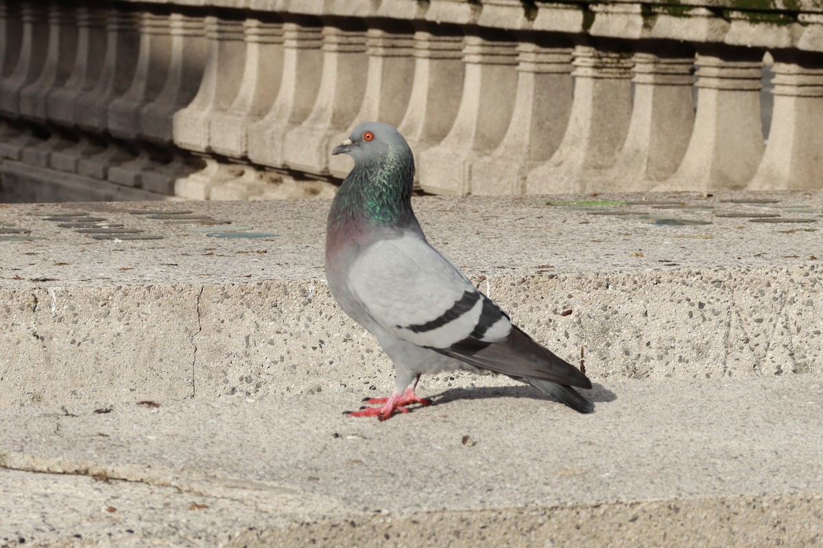 יונת סלעים - ML644650409