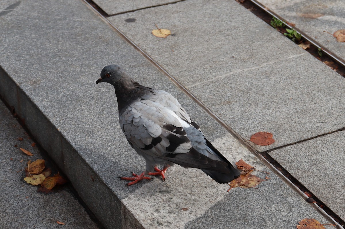 יונת סלעים - ML644650410