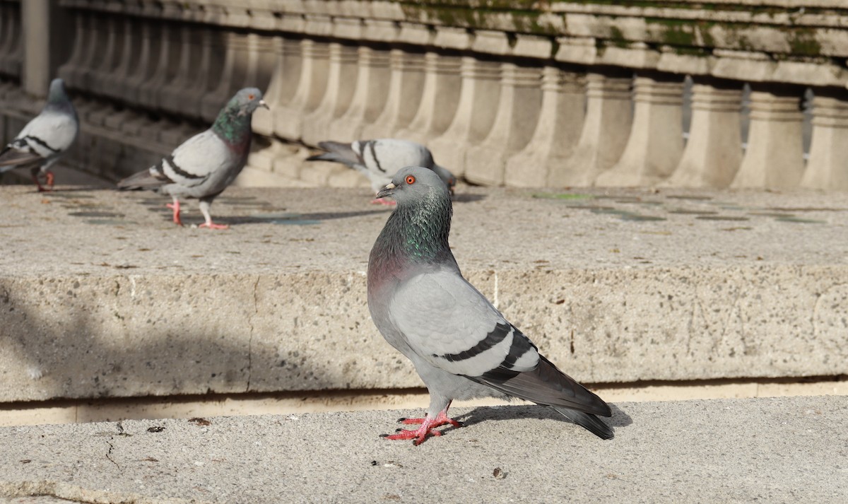 יונת סלעים - ML644650411