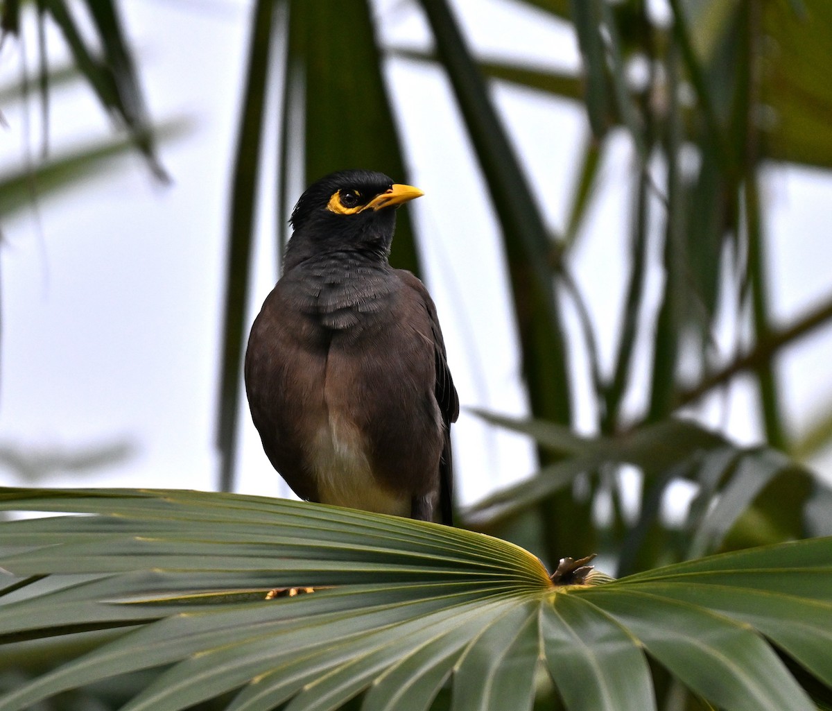 מיינה מצויה - ML644650414