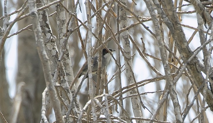 Txinbo burubeltza - ML644650431