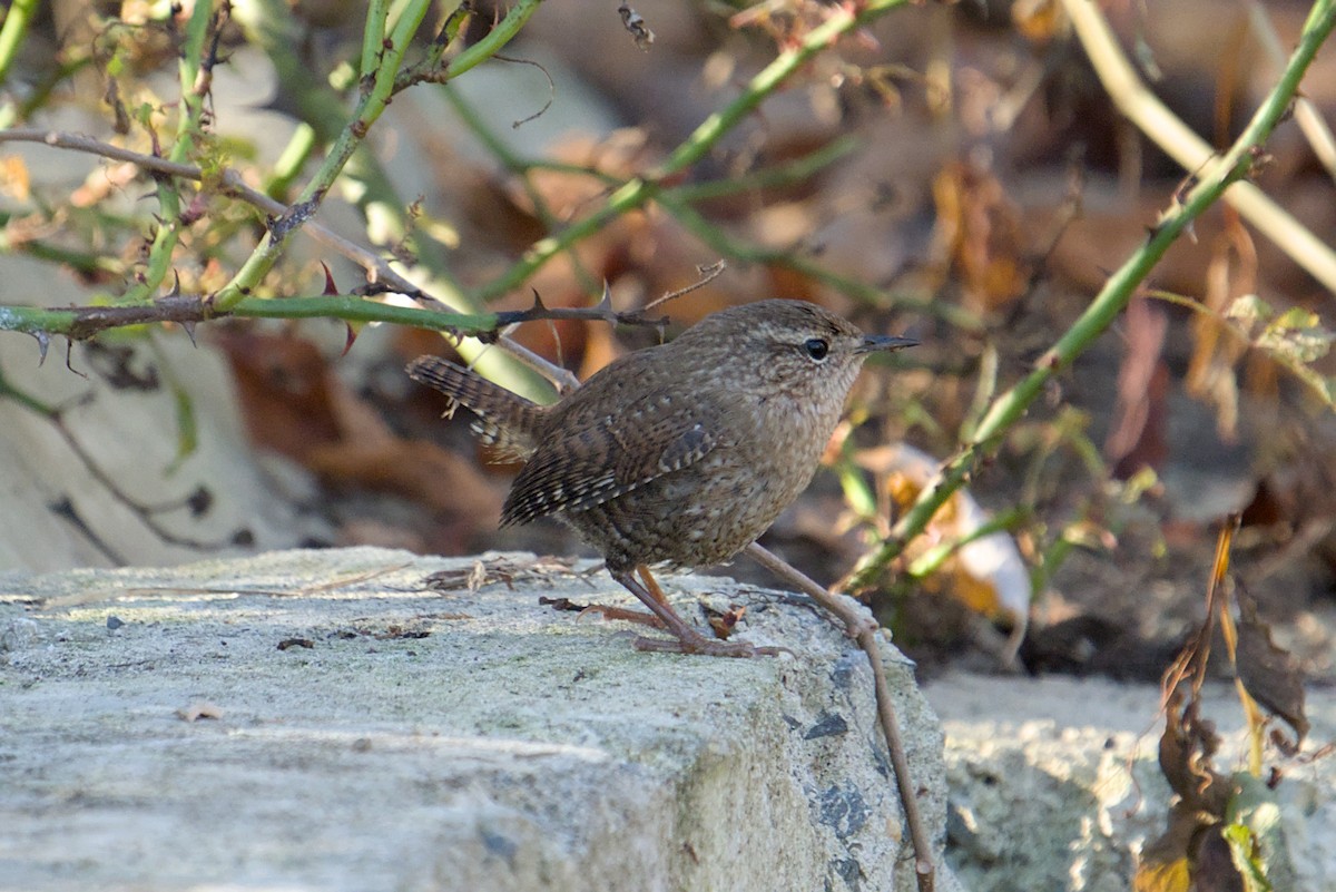 フユミソサザイ - ML644650432