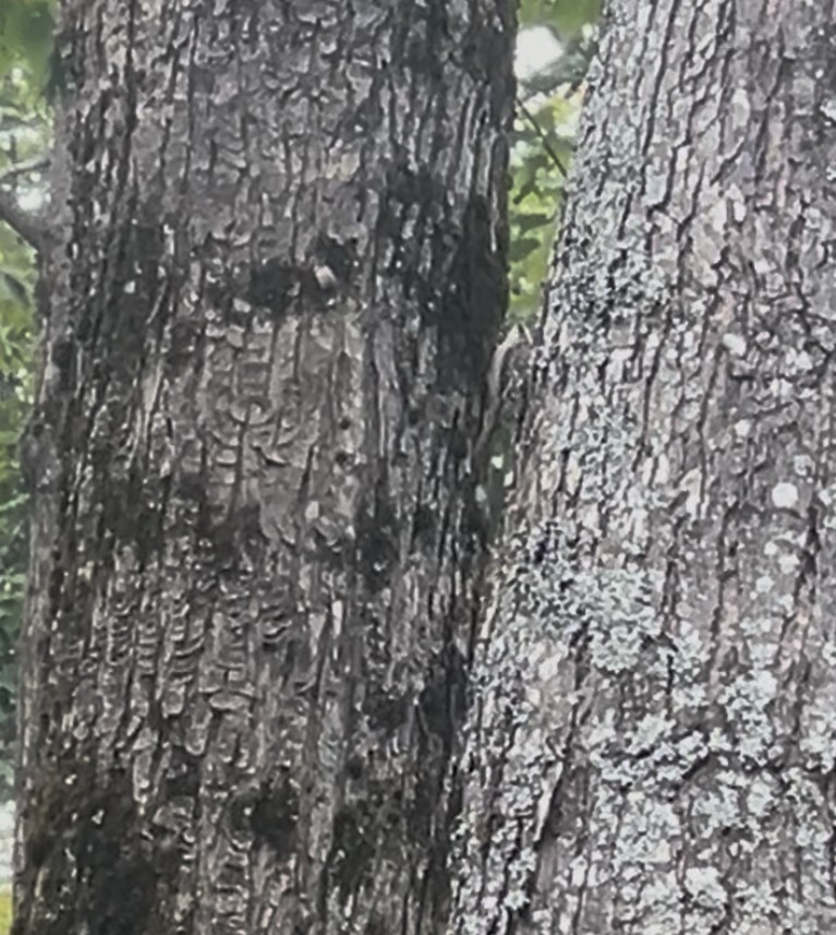 Brown Creeper - ML644650434