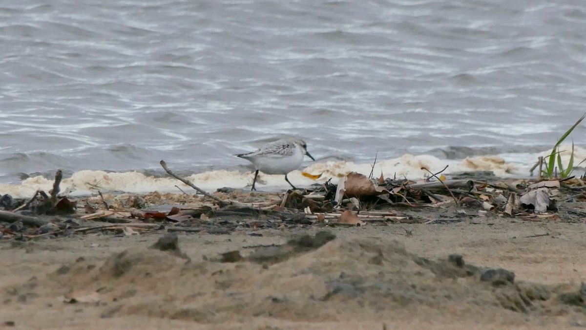 Песчанка - ML644650443