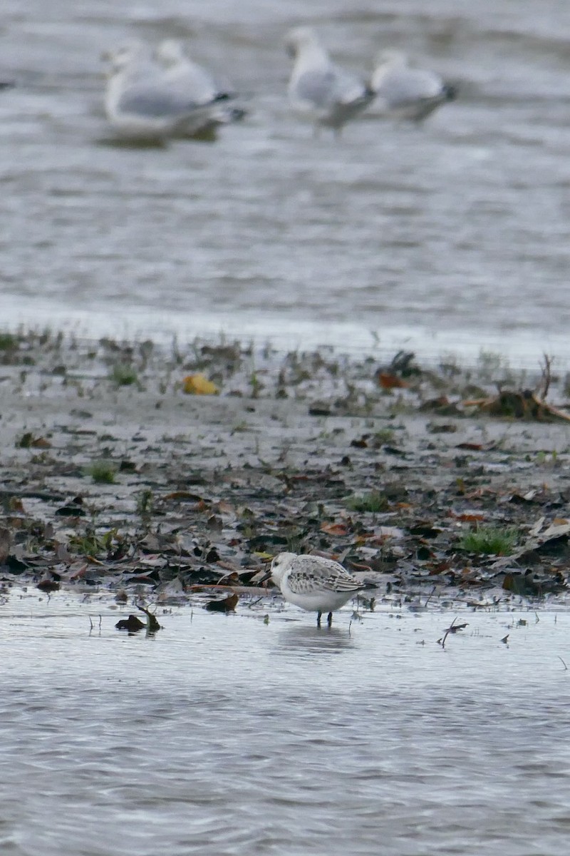 Песчанка - ML644650444