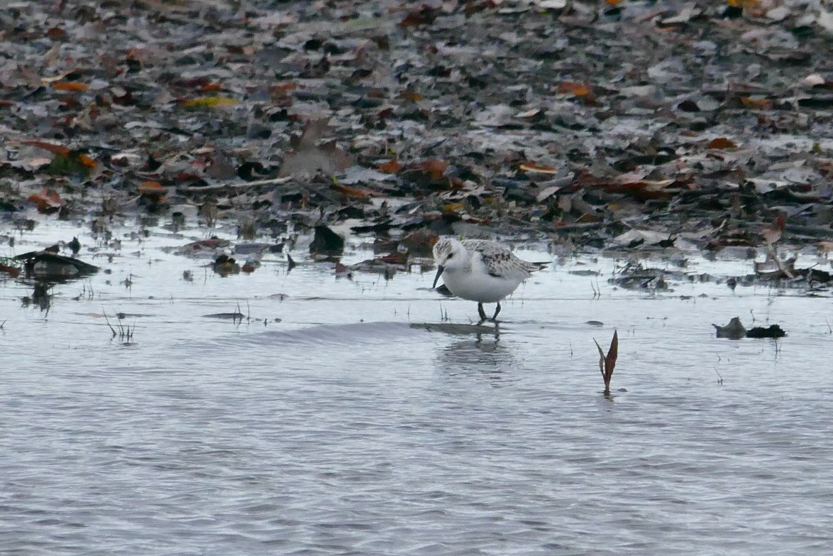 Песчанка - ML644650445