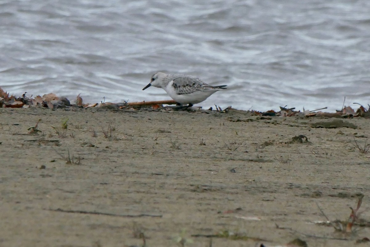 Песчанка - ML644650446