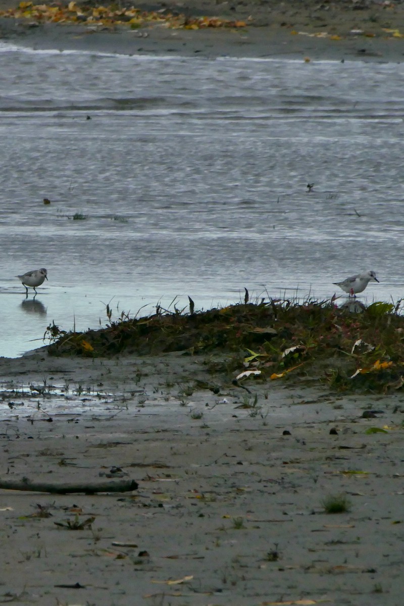 Песчанка - ML644650447