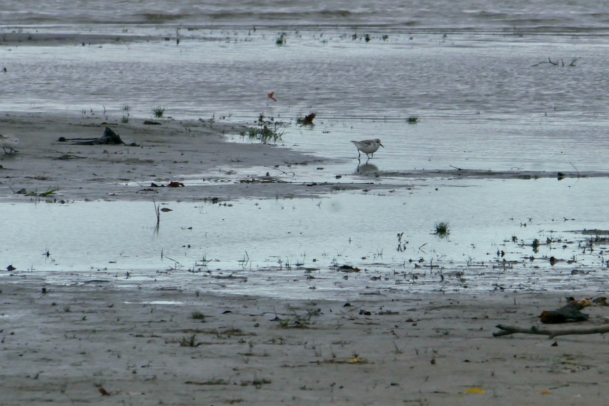 Песчанка - ML644650448