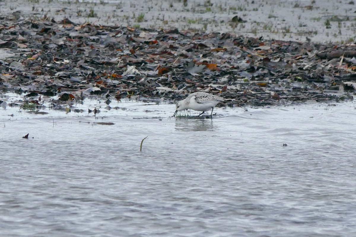 Песчанка - ML644650449