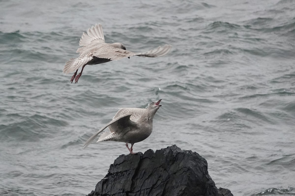 Glaucous-winged Gull - ML644650451