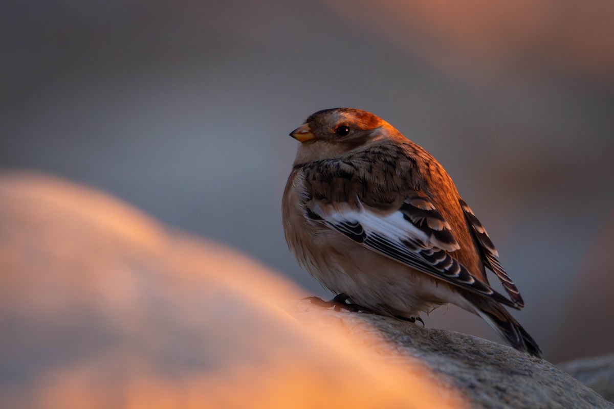 Snow Bunting - ML644650454
