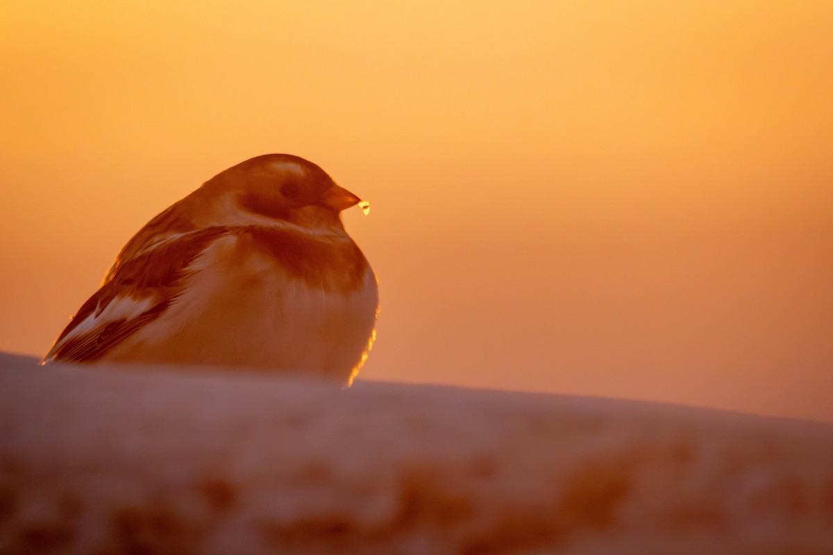 Snow Bunting - ML644650455