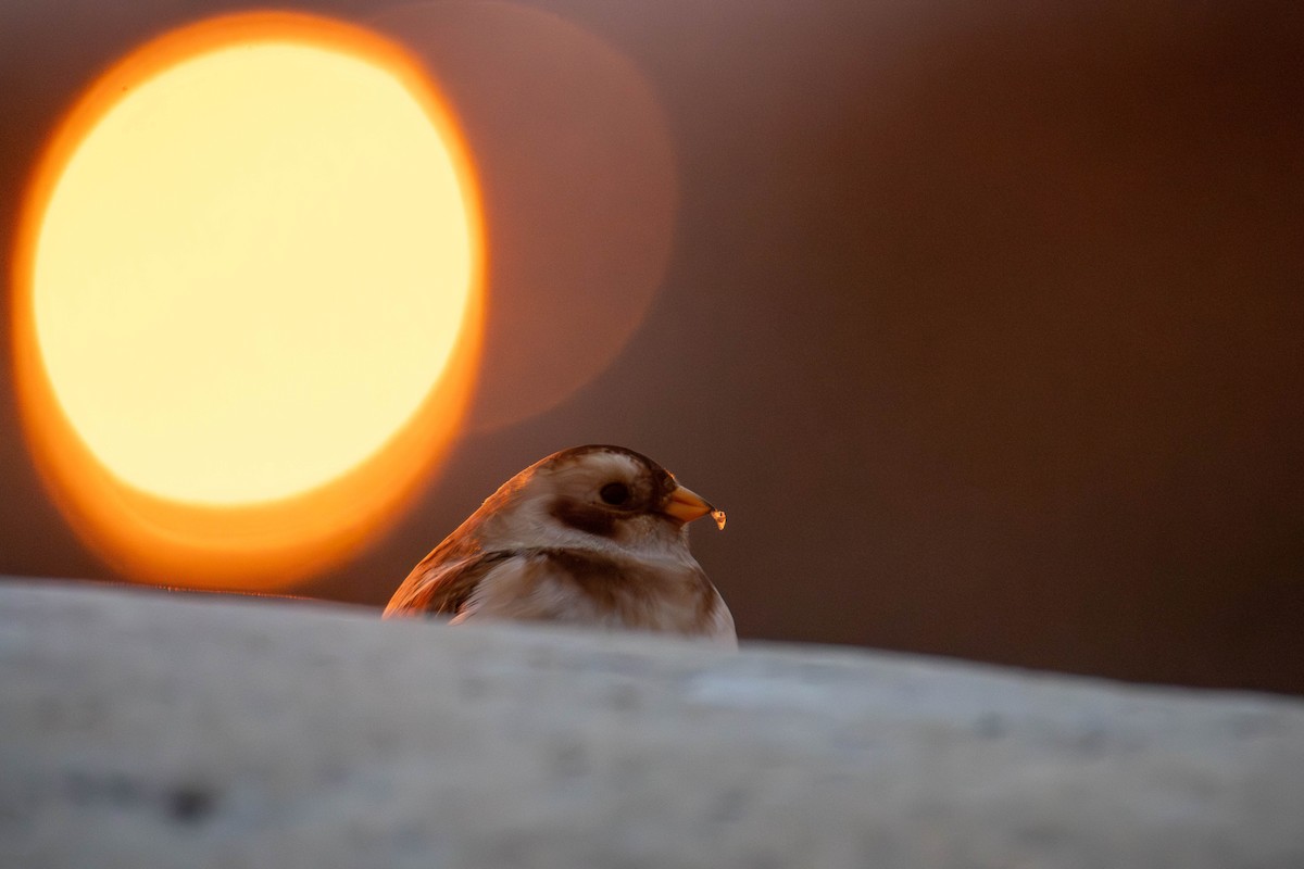 Snow Bunting - ML644650456